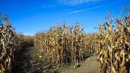 Csökkentették a globális gabonatermés-előrejelzést