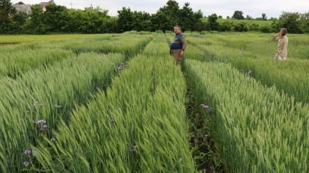 A jövőálló agrárium kialakításában vállal kulcsszerepet az ÖMKI