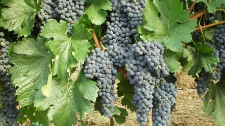 Honosított szőlőfajták a Duna-menti borrégióban