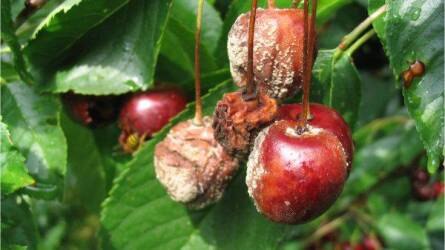 Új Monilia faj fertőz a gyümölcsöskertekben?