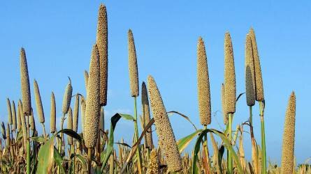 Gyöngyköles – a klímaváltozás alternatív gabonanövénye