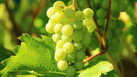 Tanácskozás a magyar szőlő szaporítóanyag-előállítás jövőjével kapcsolatban