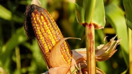 Szovjet rekordot döntött meg a kínai kukoricavásárlás