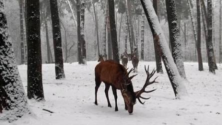 Fontos a természetes vadállomány számára a téli táplálék-kiegészítés
