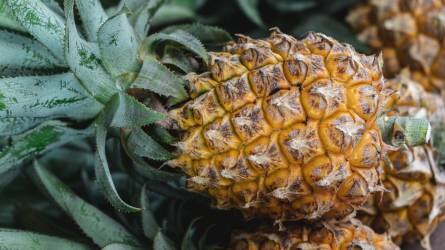 Costa Rica ananász-nagyhatalom lett
