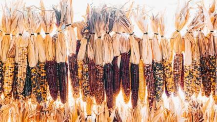 Az Egyesült Államok a világ legnagyobb kukoricatermelője