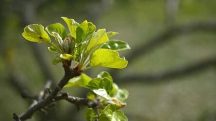 Metszéssel is csökkenthető az almafák lisztharmat fertőzése?