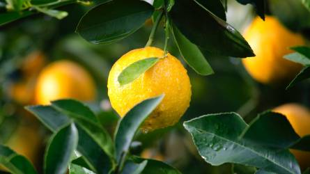 Télikert: citrusfélék felkészítése a tavaszra