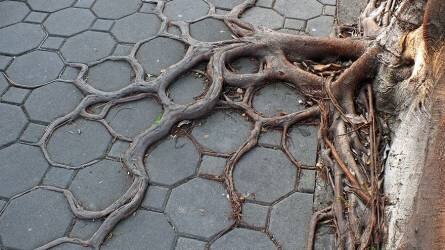 Mi okozza az utcákra ültetett fák idő előtti kipusztulását?