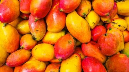 India uralja a mangópiacot