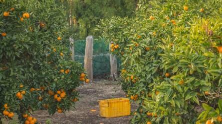 Spanyolország a legnagyobb európai mandarintermelő