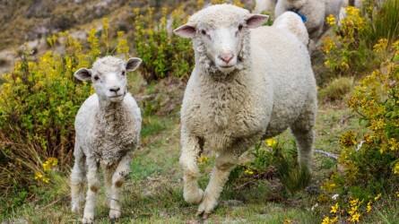 A szarvasmarha-, juh-, és kecsketartók figyelmét hívja fel az Agrárminisztérium
