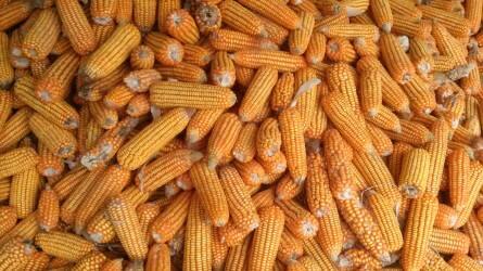 Elmarad a kukoricatermés a sokéves átlagtól Tolnában