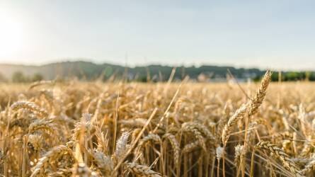 Vegyes hetet zártak az agrárpiacok