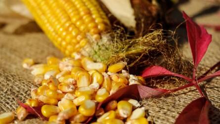 Öt százalékkal zuhant a kukorica tőzsdei ára