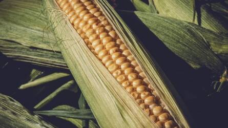 Egy hetes csúcson a kukorica ára