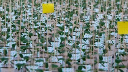 Egymillió uborkapalánta a hightech üvegházban