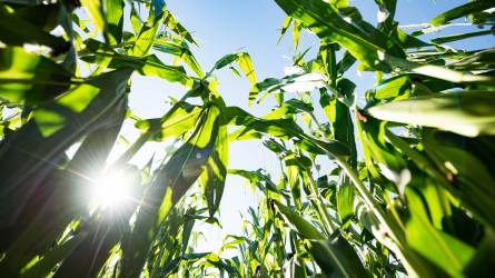 A Pioneer® 95 éve mozdítja előre a mezőgazdaságot
