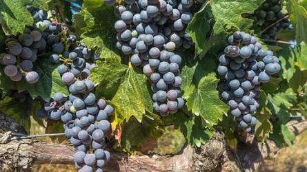 Marselan: a kínai borok emblematikus szőlőfajtája lehet?