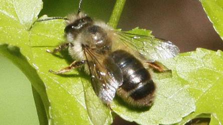 A méhek nem ismerik fel a szennyezett talajt