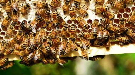 Összegyűltek a hazai aláírások a méhek megmentését célzó európai kezdeményezéshez