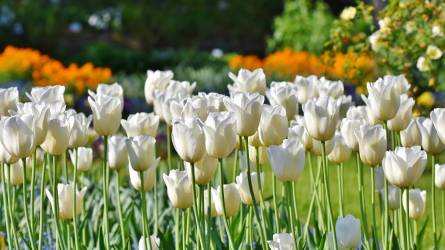 Mi legyen a tulipánnal elvirágzása után? Fel kell szedni a hagymáit?