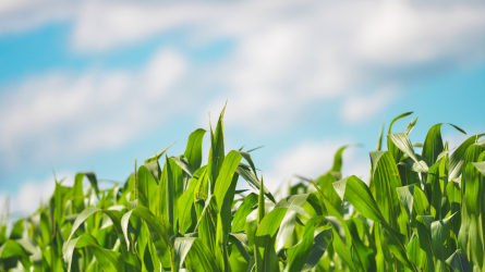 A kukorica vetésterülete 988 ezer hektár lehet hazánkban