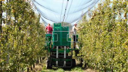 Hatékony segítség gyümölcstermesztőknek - önjáró és vontatott gyümölcsszedő platformok a KITE Zrt. kínálatában