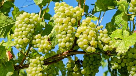 Így védjük szőlőnket peronoszpóra és lisztharmat ellen - a Bayer növényvédelmi technológiája borszőlőben