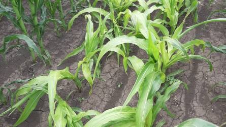 AMPLIGO - Pénztárcabarát megoldás a kukoricamoly, gyapottok bagolylepke, a kukoricabogár imágók, a levéltetvek és a kabócák ellen
