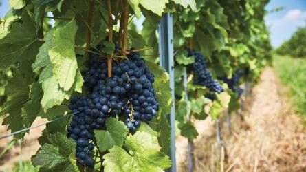 Jó permetszerből kevesebb is elég a szőlőnek: IKR Agrár növényvédő szerek a Bujdosó családi birtokon