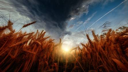 Ellentétes hatások az agrárpiacokon