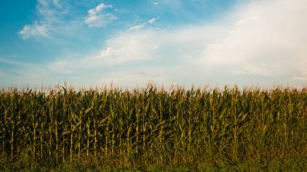 A hűvös, nedves időjárás csökkenti a kukorica árát