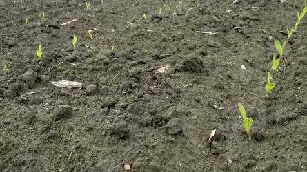 A talajlakó kártevők felmérésének jelentősége