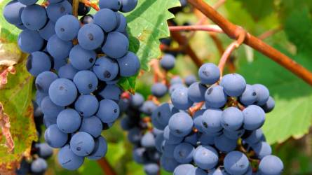Szürkepenész – hogyan védekezzünk a kórokozó ellen szőlőben?