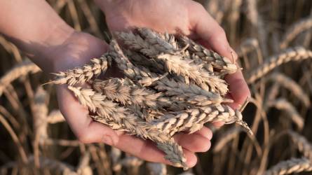 A száraz nyár növelte az orosz búza fehérjetartalmát