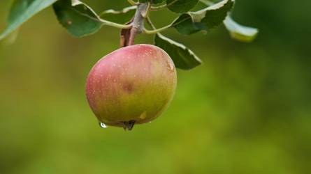 Jót tett a bőséges őszi-téli csapadék az almaültetvényeknek