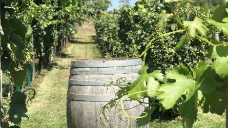 Oltalom alatt álló eredetmegjelölést kaphatnak a Sümeg környéki borok