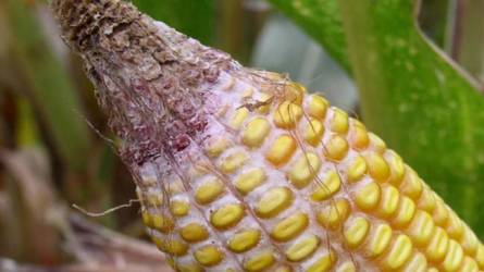 A kukorica szenved az aszálytól