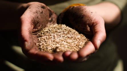 A búza árcsökkenése követte a kukorica és a szójabab értékvesztését