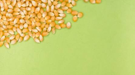 Ukrajna megkezdte a kukorica betakarítását