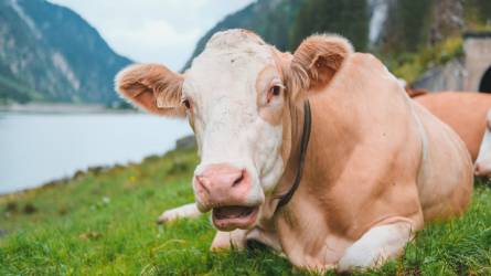 Az osztrák tejipar nemzetközi példaképnek tekinthető