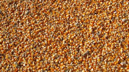Megemelték a globális kukoricatermésre vonatkozó előrejelzést