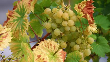 A szőlő levelének foltokban barnulását és száradását peronoszpóra okozza?
