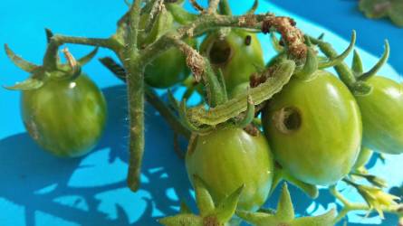Megelőzhető-e a hernyók által okozott, kör alakú lyukak kialakulása a paprika és a paradicsom termésein?
