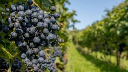 Meghosszabbodik a bor-, gyümölcs- és zöldségágazat támogatása