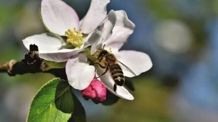 Méhlegelőkkel a bőségesebb biotermésért