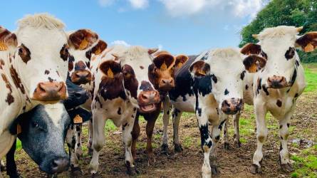 Jöhet a szarvasmarhák metánkibocsátását csökkentő takarmány