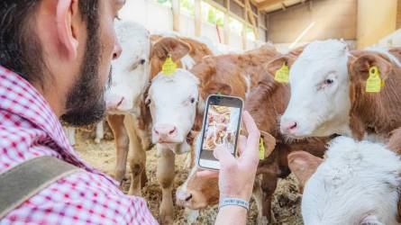 Az osztrákok alkalmazáson keresztül adják veszik a szarvasmarhákat