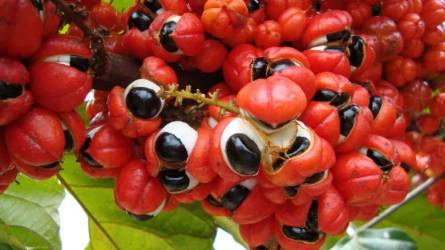 Guarana: egzotikus gyümölcsök nyomában